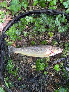 Brown Trout