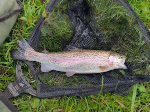 Rainbow Trout