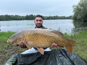 Common Carp