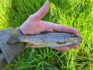 Brown Trout