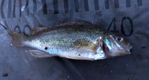 Ruffe