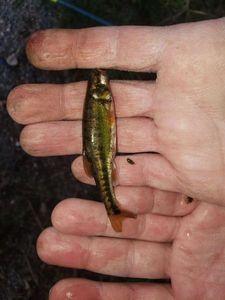 Common Minnow