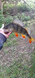 European Perch