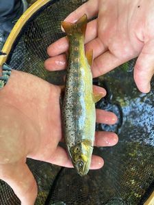Brown Trout