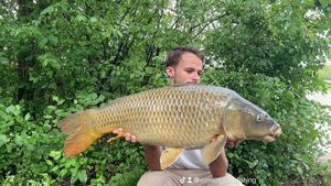 Common Carp