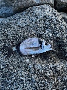 White Seabream