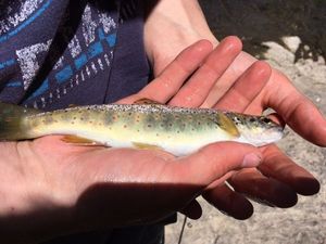 Brown Trout