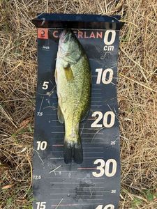 Largemouth Bass