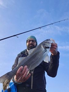 European Bass (Seabass)