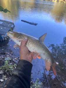 Barbel