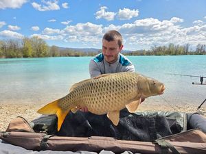 Common Carp