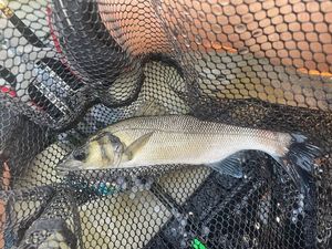 European Bass (Seabass)