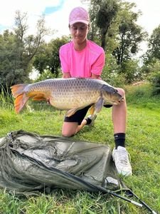 Common Carp