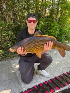 Common Carp