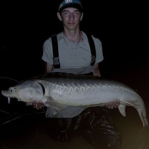 Sturgeon