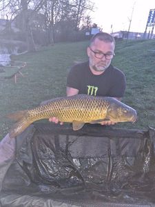 Common Carp