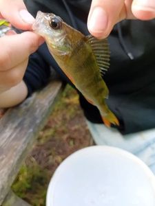 European Perch