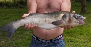 European Bass (Seabass)
