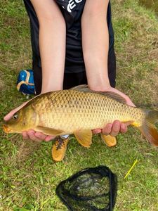 Common Carp