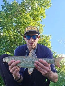 Barbel