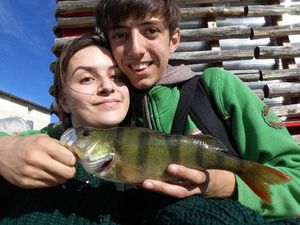 European Perch