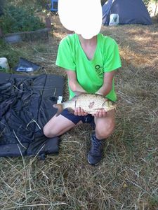 Crucian Carp