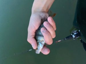 European Perch