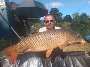 Common Carp