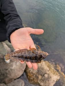 Round Goby