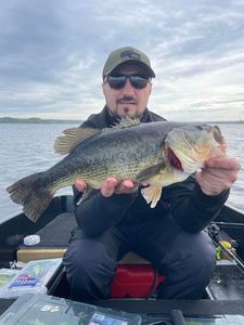 Largemouth Bass
