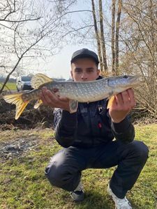 Chain Pickerel