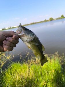 Largemouth Bass