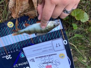 European Perch
