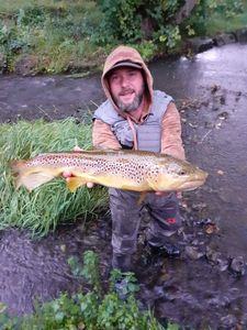 Brown Trout