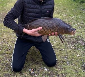 Common Carp