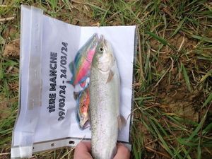Rainbow Trout