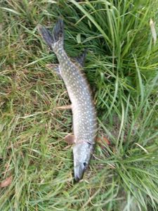 Northern Pike