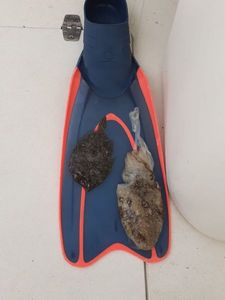 Veined squid