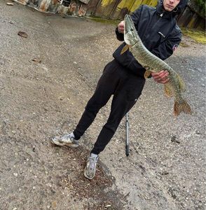 Northern Pike