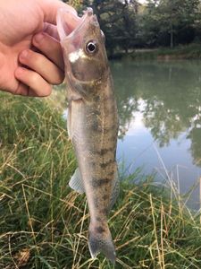 Zander
