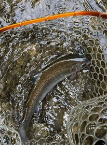Rainbow Trout