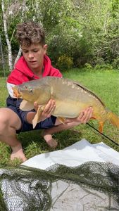 Mirror Carp