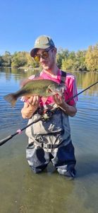 Largemouth Bass