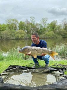 Common Carp