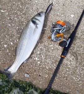 European Bass (Seabass)
