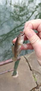 Round Goby