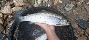 Rainbow Trout