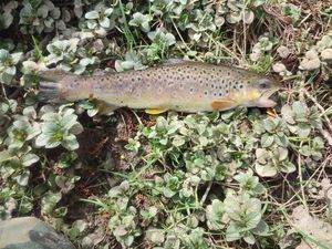 Brown Trout