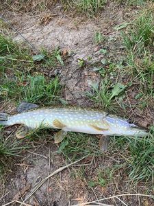Northern Pike