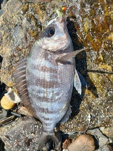 Black Seabream